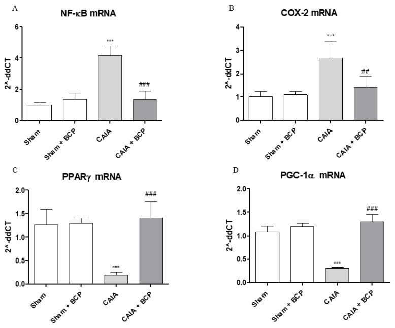 The graphs represent qPCR results of NF-ĸB (A), COX-2 (B), PPARγ (C), and PGC-1α (D) mRNA expression from joints. Data are expressed as means ± SD. *** p < 0.0001 vs. Sham and Sham + BCP; ### p < 0.0001, ## p < 0.001 vs. CAIA.