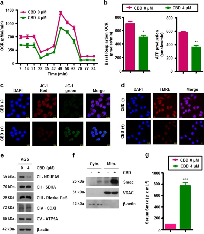 CBD promotes mitochondrial dysfunction of gastric cancer cells.a, b OCR in CBD-treated or -untreated cells was measured using an XF24 extracellular flux analyzer by adding oligomycin, CCCP, and rotenone (a). Basal respiration (left) and ATP production (right) were quantified using the obtained OCR (b). *P < 0.05 and **P < 0.01. c CBD-treated or untreated cells were incubated with JC-1 at 37 °C for 30 min. MMP of stained cells was determined by immunofluorescence analysis. d Cells were treated with 4 μM of CBD for 24 h. Treated cells were stained with TMRE dye at 37 °C for 30 min. The representative images were captured using a confocal microscope. e Western blotting analysis of mitochondria electron transport proteins in CBD treatment. f Mitochondria was isolated from CBD-treated or untreated AGS cells. Smac expression in the cytosolic and mitochondrial fractions was analyzed by western blotting. g Smac release was measured by using a Smac ELISA kit. ***P < 0.001