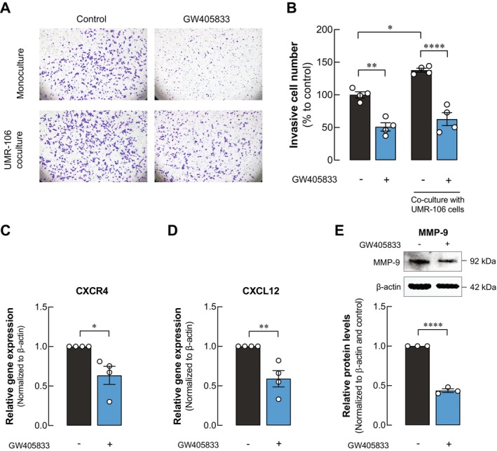 GW405833 decreased MDA‐MB‐231 invasion in the UMR‐106 co‐culture system through CXCR4/CXCL12/MMP9 axis. (A) Representative images of invasive MDA‐MB‐231 cells cultured with or without UMR‐106 cells and treated with or without GW405833, assessed by transwell invasion assay. (B) Quantitative data showed the percentage of invasive cells as compared to control. (C) The protein expression of CXCR4 in MDA‐MB‐231 exposed to GW405833. (D) The expression of CXCL12 in UMR‐106 cells exposed to GW405833. (E) Representing western blot analysis and its quantitative data for MMP‐9 level in MDA‐MB‐231 cells exposed to GW405833. Each experiment represents mean ± SEM from at least three independent biological replicates. (*p < 0.05, **p < 0.01, ****p < 0.0001).