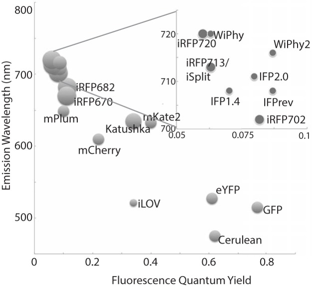 A representative sampling of historical and currently favored genetically-encoded fluorescent probes are classified by excitation wavelength and fluorescence quantum yield. The relative size of each fluorophore, taking both polypeptide molecular mass and oligomeric status into account, is proportional to the diameter of its marker. Quantum yields and emission wavelengths are taken from the literature (Johnson et al., 1962; Ormö et al., 1996; Rizzo et al., 2004; Shaner et al., 2004; Shcherbo et al., 2007, 2009; Shu et al., 2009; Auldridge et al., 2012; Christie et al., 2012; Filonov and Verkhusha, 2013; Shcherbakova and Verkhusha, 2013; Yu et al., 2014) except for WiPhy2 (this work).