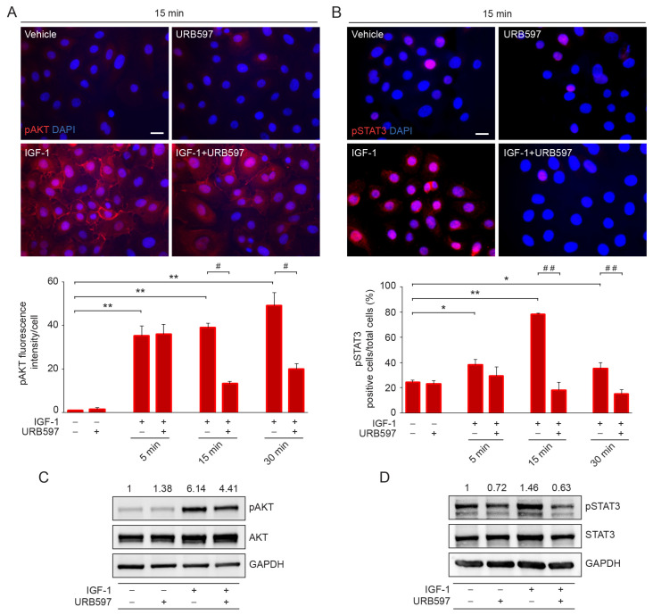 URB597 affects AKT/STAT3 signal pathways by reducing their phosphorylation levels. (A) Immunofluorescence and quantitative analysis of the mean fluorescence intensity of pAKT in IGF-1 (100 ng/mL)-stimulated cells following the treatment with URB597 (1 μM) at the indicated time points. Results are expressed as fold change ± SD of the intensity mean/cell relative to the vehicle-treated cell value, which was set as 1 by definition. (B) Immunofluorescence and quantitative analysis of positive pSTAT3 cells/total cells following IGF-1 treatment in the presence or absence of URB597 at the indicated time points. Results are expressed as positive cells/total cells ± SD (%). Scale bar: 20 μm. Western blot of pAKT (C) and pSTAT3 (D) in NHKs stimulated with IGF-1 in the presence or absence of URB597. Representative blots are shown. GAPDH was used as an endogenous loading control. Densitometric scanning of band intensities was performed to quantify the change in protein expression. Results are expressed as fold change ± SD relative to vehicle-treated cell value, which was set as 1-fold in each case. * p < 0.05 vs. vehicle-treated cells; ** p < 0.01 vs. vehicle-treated cells; # p < 0.05 vs. IGF-1-treated cells; ## p < 0.01 vs. IGF-1-treated cells.