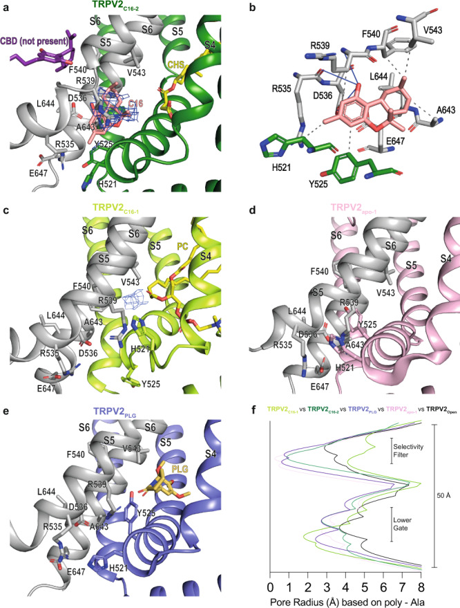 C16 binding.Proposed interaction site of C16 at the interface of two TRPV2 subunits. a TRPV2C16-2 (dark green) and one adjacent subunit in grey with C16 shown as pink sticks and the corresponding cryo-EM density as blue mesh (3.0 σ). Shown is also the binding site for cannabidiol CBD, which is distinct from the C16 binding site (adapted from PDB-ID: 6U8A). b The interaction network with C16 (pink sticks) and nearby residues in TRPV2C16-2. c The TRPV2C16-1 structure (light green) also shows cryo-EM density (blue mesh at 3.0 σ level, at which protein sidechains are distinguishable) in the assigned C16 binding region of TRPV2C16-2, although we have left it unmodeled. CHS (a) and PC (c) are shown as yellow sticks. d, e The corresponding site where we observe density for C16 in our structures (a, c) is shown in TRPV2apo-1 (PDB-ID: 6U84, pink) and TRPV2PLG (PDB-ID: 6WKN, purple). PLG is shown as yellow sticks. f The pore radius in TRPV2 cryo-EM structures as a function of the distance along the ion conduction pathway. TRPV2C16-1 (light green), TRPV2C16-2 (dark green), TRPV2apo-1 (PDB-ID: 6U84, pink) and TRPV2PLG (PDB-ID: 6WKN, purple). The pore radius of TRPV2open (PDB-ID: 6BO4) is included for reference (black).