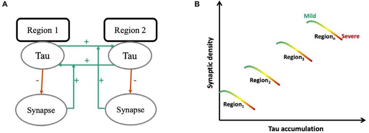 Schematic diagram illustrating the predicted toxic effect of tau on synaptic densityAt a regional level (A) synaptic density promotes the spread of tau from one region to another. Tau burden therefore depends on a region’s baseline synaptic density, for example in B, region 3 would accumulate more tau given its high baseline synaptic density. However, this relationship between tau and synapses is further affected by stage of disease (B) such that in any given region, tau-induced synaptic loss ensues as the stage of disease progresses from mild to moderate to severe.