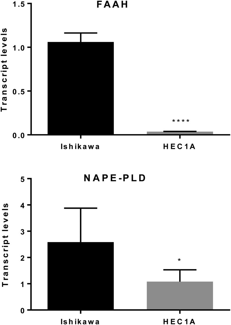 A comparison of the relative levels of FAAH (upper panel) and NAPE-PLD (lower panel) mRNA in untreated Ishikawa and HEC-1A cells. Ishikawa and HEC-1A cells were cultured for 48 h and total cellular RNA prepared as described in the 'Materials and Method' section. The amounts of FAAH and NAPE-PLD mRNA generated from RT and by using gene-specific TaqMan based PCR were normalised to mRNA levels of the reference gene GAPDH to provide a relative mRNA level. The data are presented as the mean ± s.d. of FAAH or NAPE-PLD mRNA levels relative to the amounts of GAPDH. Both sets of data showed a significant lower amount of transcripts for the enzymes in the HEC-1A cells (FAAH ****P < 0.0001, NAPE-PLD *P = 0.0228; Student’s unpaired t-test) when compared to the levels found in Ishikawa cells.