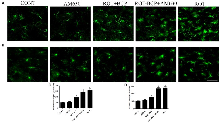 The immunofluorescence staining to detect the expression of glial fibrillary acidic protein (GFAP) positive astrocyte and ionized calcium binding adaptor molecule-1 (Iba-1) positive microglia in the striatum. Values are expressed as percent mean ± SEM (n = 3). The scale bar is 200 μm. Profound expression of GFAP positive astrocytes (A) and Iba-1 positive microglia (B) was found in the ROT-administered and ROT-BCP+AM630 groups as compared to the vehicle-injected CONT and AM630-only groups. While BCP supplementation to ROT-injected rats showed moderate staining of GFAP and Iba-1 as compared to ROT-injected rats. Quantitative analysis of activated astrocytes (C) and microglia (D) has shown that significant (*p < 0.05) increase in number of activated astrocytes and microglia was observed in the ROT group as compared to the CONT group. However, BCP supplementation significantly (#p < 0.05) reduced the number of activated astrocytes and microglia in the ROT+BCP group as compared to the ROT group. The ROT-BCP+AM630 group also showed significantly (δp < 0.05) increased number of activated astrocytes and microglia when compared to the ROT+BCP group. The CONT and AM630-only groups did not show any marked difference in the activation of astrocytes and microglia.