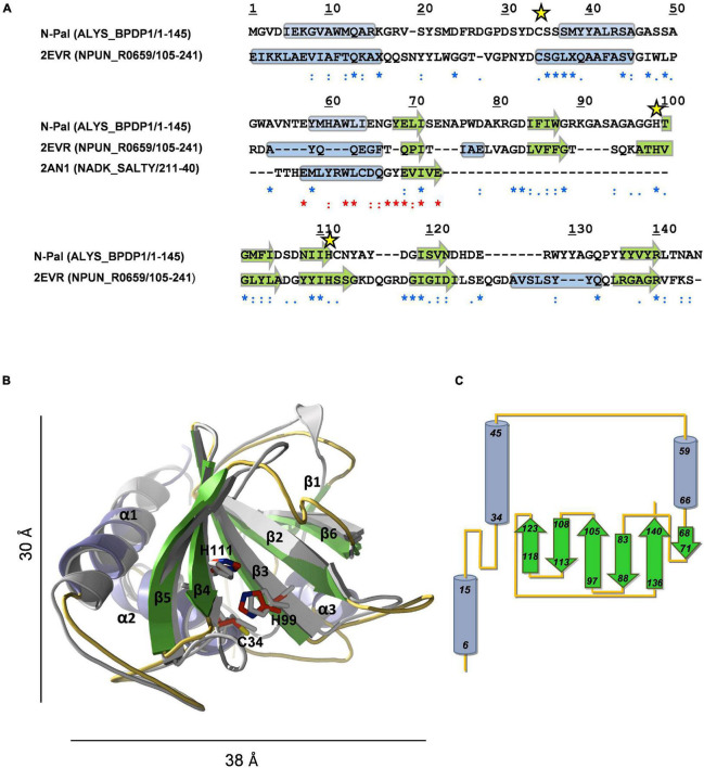 Structural model of N-Pal. (A) Sequence alignment of the target and the templates (PDB entries: 2EVR and 2AN1) used to build N-Pal 3D model with MODELLER. UniProtKB accession numbers and regions comprised in the alignment are shown in parenthesis. Asterisks, colons, and dots stand for strictly conserved residues, conservative, and semiconservative substitutions, respectively, with relation to 2EVR (blue) or 2AN1 (red) sequences. Yellow stars indicate the catalytic residues. Secondary structural elements of template structures, and sequence-based predicted for N-Pal are indicated by cylinders (helices) and arrows (β-strands). (B) Structural superimposition of the N-Pal model generated with MODELLER (cartoon representation; helices in light blue, arrows in green, and loops in orange) and the 2EVR template (gray). Catalytic residues, in stick representation, are colored in gray (template) or by element (N-Skl; C: red, N: blue; S: yellow). For the sake of clarity, the helix of 2EVR previous to β6 is not shown. (C) Topology diagram of N-Pal model.