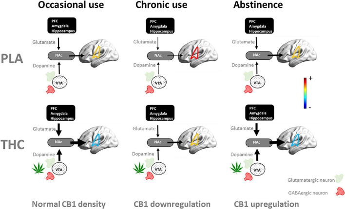 Schematic representation of the dynamics of the neuroadaptive state of the mesocorticolimbic circuit when challenged with placebo (PLA) and THC as users proceed from occasional to chronic cannabis use and into abstinence. In occasional users, an acute THC challenge increases striatal levels of dopamine and glutamate (33–35) through stimulation of CB1 receptors at presynaptic GABAergic and glutamatergic receptors, leading to hypoconnectivity of the mesocorticolimbic circuit (here shown superimposed on brain) and neurocognitive dysfunction (33, 35). With repeated cannabis use, CB1 receptors are downregulated as a neuroadaptive response to CB1 receptor overstimulation (60, 62). In chronic users, this leads to reduced striatal dopamine (40, 41) and glutamate (19–22), as well as hyperconnectivity within the mesocorticolimbic circuit (9, 42, 82) and neurocognitive dysfunction when sober (13, 24, 27, 28). In these users, stimulation of CB1 receptors normalizes striatal dopamine and glutamate concentrations, functional connectivity and neurocognitive function during acute THC intoxication (35). With prolonged abstinence of cannabis, CB1 receptors upregulate (60, 62) and potentially normalize the neuroadaptive and neurocognitive state (63, 64, 66). NAc, nucleus accumbens; PFC, prefrontal cortex.
