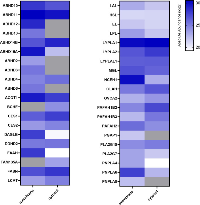 Activity profiling of placental metabolic serine hydrolases. Membrane and cytosolic tissue protein fractions were labeled with hydrolase probe cocktail (MB108, FP-Biotin [10 µM]) and analyzed by chemical proteomics. Absolute abundance refers to the mean of LFQ intensities of vehicle perfused placentas and is depicted in alphabetical order as heat map (blue scale, log2), not detected proteins are depicted in grey (n=5).