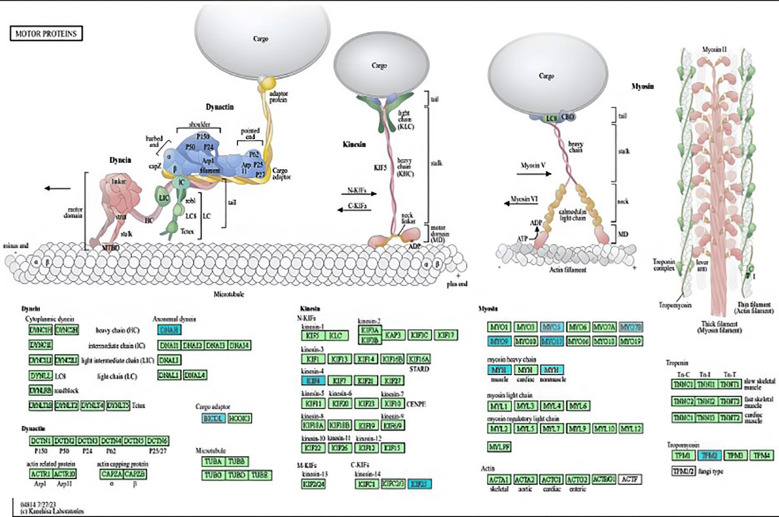 Motor protein pathways based on the KEGG database in patients with severe AD. Downregulated genes involved in the motor protein pathway (highlighted in turquoise) in severe AD were derived using the GSEA method in WebGestalt.