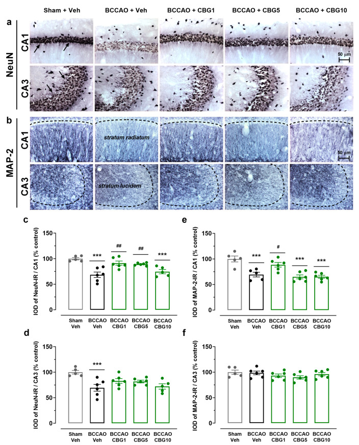 CBG decreases hippocampal neurodegeneration induced by BCCAO. (a) Representative photomicrographs of the NeuN-immunoreactive (NeuN-IR) neurons in the CA1 and CA3 hippocampal subfields, indicating intact-appearing neurons (arrows). (b) Representative photomicrographs of the MAP-2-immunoreactive (MAP-2-IR) cells in the stratum radiatum (CA1 subfield) and stratum lucidem (CA3 subfield). The dashed lines delimit the layers of neuronal bodies. (c,d) Integrated optical density (IOD) of the NeuN-IR neurons in the CA1 and CA3 subfields of the hippocampus. (e,f) IOD of the MAP-2-IR in the CA1/stratum radiatum and CA3/stratum lucidem. The bars represent the mean ± SEM in the different groups (n = 5–6/group). *** p < 0.001 for sham vs. BCCAO; # p < 0.05, ## p < 0.01 for BCCAO vs. BCCAO + CBG (one-way ANOVA followed by Sidak’s test).