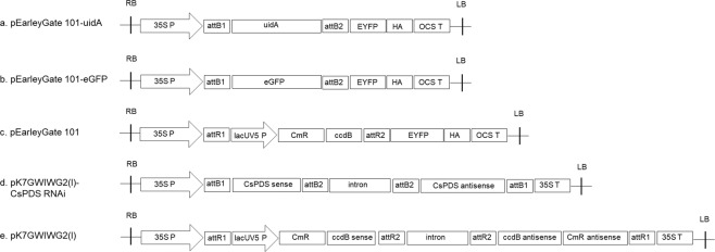Schematic of the T-DNA structure of the binary vectors used for transient gene expression. (a) uidA gene (ORF is 1806 bp); (b) eGFP gene (ORF is 723 bp); (c) pEarleyGate 101; (d) Sense and antisense partial PDS fragment (601–800 bp); (e) Empty pK7GWIWG2(I) as the negative control; 35 S P: Cauliflower mosaic virus 35 S promoter; lacUV5P: lacUV5 promoter; OCS T: Terminator of the octopine synthase gene; 35 S T: Cauliflower mosaic virus 35 S promoter; attB1 and attB2: Gateway BP reaction recombination site; attRI and attR2: Gateway LR reaction recombination site; ccd8: E. coli toxic protein coding gene; CmR: Chloramphenicol resistance gene; RB: Right border; LB: Left border.