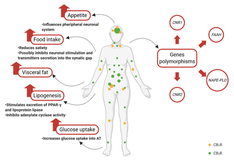 Schematic illustration of the endocannabinoid system role in the regulation of metabolic processes. CB1R—cannabinoid receptor type 1; CB2R—cannabinoid receptor type 2; CNR1—endocannabinoid type 1 receptor gene; CNR2—endocannabinoid type 2 receptor gene; FAAH—fatty acid amide hydrolase; NAPE-PLD—N-acyl phosphatidylethanolamine phospholipase D.