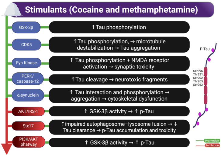 Effects of stimulants (cocaine and methamphetamine) on Tau phosphorylation and related molecular pathways. The image illustrates how exposure to stimulants such as cocaine and methamphetamine promotes Tau phosphorylation and neurotoxicity through various molecular mechanisms. Key pathways include GSK-3β and CDK5 activation, Fyn kinase-mediated NMDA receptor activation, and impaired autophagy via Stx17. Inhibition of insulin signaling pathways (AKT/IRS-1 and PI3K/AKT) further contributes to GSK-3β hyperactivation and p-Tau accumulation. These events lead to Tau cleavage, aggregation, cytoskeletal dysfunction, and synaptic toxicity, ultimately associated with cognitive impairment. Abbreviations and symbols: GSK-3β: glycogen synthase kinase-3 beta; CDK5: cyclin-dependent kinase 5; Fyn: non-receptor Src family tyrosine kinase; NMDA: N-methyl-D-aspartate; PERK: protein kinase RNA-like endoplasmic reticulum kinase; caspase-12: cysteine-aspartic protease 12; α-synuclein: alpha-synuclein; IRS-1: insulin receptor substrate-1; AKT: protein kinase B; Stx17: syntaxin 17; PI3K: phosphoinositide 3-kinase; p-Tau: phosphorylated Tau; ↑: increase; ↓: decrease; →: leads to. Figure created with BioRender.com.