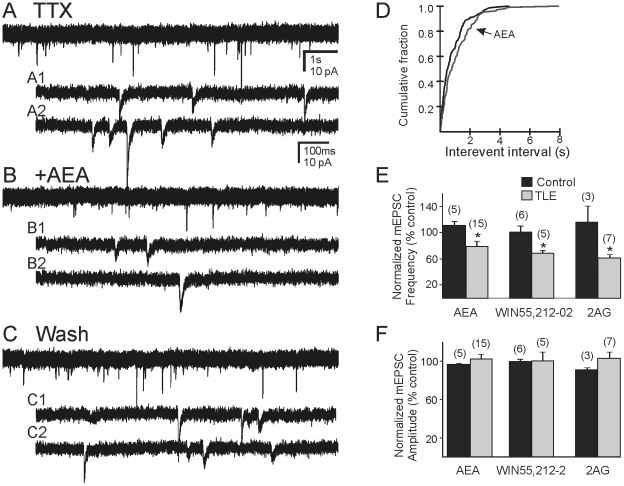 Effect of cannabinoid agonists on TTX-independent mEPSCs in pilocarpine-treated mice that survived SE. A. mEPSCs recorded from a granule cell in the presence of TTX (1 µM). B. Trace showing the reduction of mEPSC frequency after application of AEA (10 µM). C. Wash to TTX alone (20 min) showing that the effect was reversible. A1, A2, B1, B2 and C1, C2 are expanded segments of A, B and C, respectively. Recordings were made in the presence of bicuculline (30 µM). D. Cumulative probability plot showing a change in the frequency of mEPSCs in this cell. E and F. Cumulative charts showing effect of AEA, WIN 55,212-2 and 2-AG on mEPSC frequency (E) and amplitude (F) on pilocarpine-treated (TLE) and control mice. Asterisk indicates significant change in mEPSC frequency (p<0.05); number of recordings shown in parentheses.