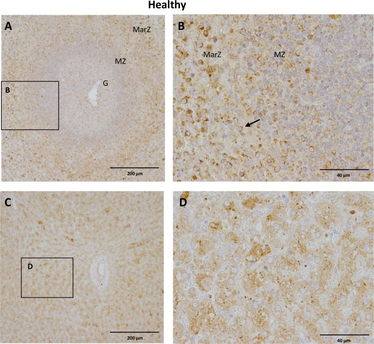 CB2 immunoreaction in spleen and liver of a healthy control dog.A) CB2 is expressed in numerous leukocytes in the marginal zone (macrophages, dendritic cells, transit B and T cells) and mantel zone (T cells) of splenic follicle (white pulp) whereas few positive cells are seen in the germinal center (B Cells). B) Insert/Close up of the marginal and mantel zone of splenic follicle showing numerous CB2 positive leukocytes (arrow). C) CB2 is abundantly expressed in hepatocytes and Kupffer cells as well as slightly in endothelial cells while tunica media and adventitia remain negative. D) Insert depicting CB2 positive Hepatocytes and Kupffer cells. G: Germinal center; MZ: mantel zone; MarZ: marginal zone. IHC was performed using the avidin-biotin-peroxidase complex (ABC) method.