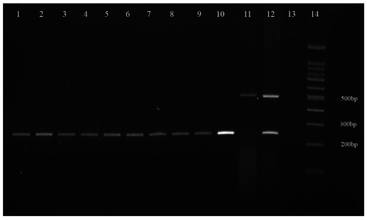Multiplex PCR amplification of pepck gene of Fasciola flukes. 1–9: Fasciola isolates from the patient; 10–12: Control species: 10: F. hepatica, 11: F. gigantica, 12: Intermediate forms of Fasciola; 13: No-template control; 14: DNA size marker