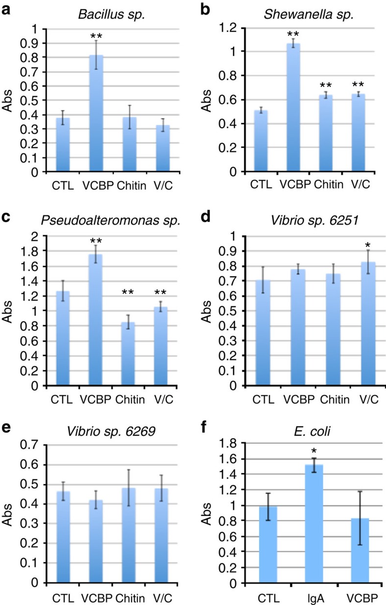 VCBP-C affects in vitro biofilm formation differentially in five gut bacterial isolates recovered from C. intestinalis.(a) Stationary cultures of a Bacillus sp. isolated from the Ciona gut forms biofilms within 3–5 days. Biofilm formation is enhanced in the presence of recombinant VCBP-C (6.5 μg ml−1); a similar effect is noted for gut isolates of (b) Shewanella sp. and (c) Pseudoalteromonas sp. (d) Vibrio isolate 6251 (laboratory-assigned number) exhibits a significant increase only with the addition of VCBP-C plus chitin; (e) no significant difference is seen with Vibrio isolate 6269. (f) E. coli biofilms are increased in the presence of SIgA; VCBP-C at similar concentrations does not influence E. coli biofilms. Biofilms were stained with crystal violet, dried, re-dissolved in acetic acid and absorbance (Abs) was read at OD550. Increased absorbance reflects the increased surface biofilm. Each experiment was performed in triplicate a minimum of four separate times; results shown represent one triplicate experiment. s.d. is shown by black error bars. Significant differences from control samples were calculated by using analysis of variance with post hoc Dunnett's test. *P<0.05; **P<0.01; CTL, control; VCBP, VCBP-C; V/C, VCBP-C plus hydrolysed chitin.