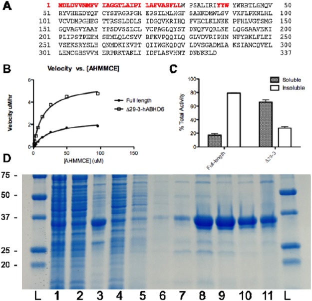 The hΔ29–3-ABHD6 variant characterization. (A) Primary sequence of full-length hABHD6 and the hΔ29-3-ABHD6 variant (deleted amino acid residues are marked in red). (B) Comparison of activity of full-length and hΔ29-3-ABHD6 variant using fluorogenic substrate AHMMCE. (C) Sub-cellular localization of full-length and hΔ29-3-ABHD6 variants based on activity profile. (D) Purification of hΔ29-3-ABHD6. Lanes are: (1) - total lysate, (2) - soluble fraction, (3) - insoluble fraction, (4) - unbound to resin fraction, (5–7) - resin washes 1–3 and (8–11) - elutions 1–4.