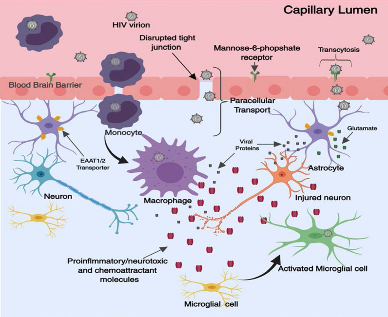 Neuropathogenesis of HAND. HIV-1 can enter the brain as a cell free virion or encased within infected monocytes or macrophages. Once in the CNS HIV-1 targets microglia, and to a lesser extent, astrocytes. Upon activation, these cells release numerous inflammatory markers (IL-1β, TNFα, CCL2 etc.) and can shed HIV-1 viral proteins (e.g. gp120, Tat). Chronic secretion of such factors which can exacerbate viral replication and pathogenic immune signalling ultimately leading to neuronal injury. HIV-1 infection in the brain may cause disruption of glutamate homeostasis leading to excitotoxicity(Figure adapted from Saylor et al. [6])