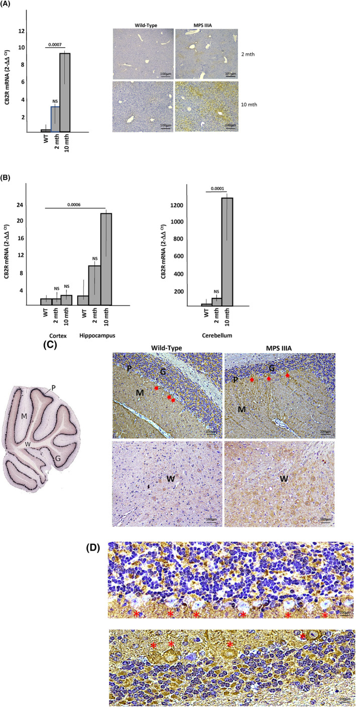 CB2R expression in MPSIIIA mouse tissues. (A) mRNA was prepared from liver homogenates of 2‐ and 10‐month‐old mucopolysaccharidosis (MPS) IIIA mice and 10‐month‐old WT mice (n = 10/group). qPCR analysis was then performed to assess the levels of Cb2r mRNA. A significant elevation was noted at 10 months of age (p value is indicated). Bar heights indicate the mean values from three independent experiments. NS = non‐significant. Representative images of liver sections from 2‐ and 10‐month‐old WT and MPS IIIA mice stained by IHC for CB2R is shown to the right (6 mice/group and a minimum of 5 sections/mouse were analyzed). Brown staining indicates CB2R. (B) mRNA was prepared from brain homogenates of 2‐ and 10‐month‐old MPS IIIA mice and 10‐month‐old WT mice (n = 10/group). qPCR analysis was then performed to assess the levels of Cb2r mRNA. By 10 months of age significant differences were observed in the hippocampus and cerebellum, but not the cortex (p values are indicated). Bar heights indicate the mean values from three independent experiments. NS, non‐significant (p > 0.05). (C) Immunohistochemical (IHC) detection of CB2R in the cerebellum of MPS IIIA mice. Brown staining indicates CB2R. For reference an image of the cerebellum is shown to the left with the regions indicated. Red stars indicate Purkinje cell neurons, which are shown at higher magnification in (D). P = Purkinje cell neurons, M = molecular region, G = granule layer, and W = white matter. Note the brown staining in Purkinje cells of MPS IIIA mice compared to WT.