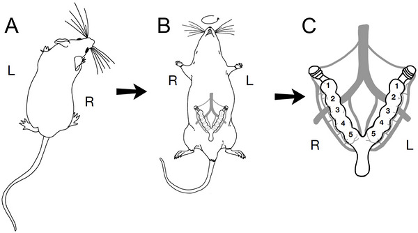Illustration of rodent uterine anatomy. Immediately following the final session of THC exposure, dams were euthanized, and fetal and maternal tissues were collected. (a) Dorsal view of a behaving rodent, with left and right sides indicated. (b) Rat and vole dams were placed supine to allow for the collection of fetal tissue. The relative position of the uterus is shown on the ventrum, and the left and right sides of the animal are maintained relative to the dorsal view. (c) Detailed schematic of the anatomy of rodent uterine horns and fetal positions. The ovaries are found at the rostral end of the uterine horns, while the vaginal canal is found at the caudal point where both horns join. Fetal position is defined by placement relative to the ovaries, with “1” being the position closest to the ovary and progressively higher numbers indicating greater distance from the ovary. Fetal subjects were given a unique identifier based on both the uterine horn (left vs. right) and position within the horn.