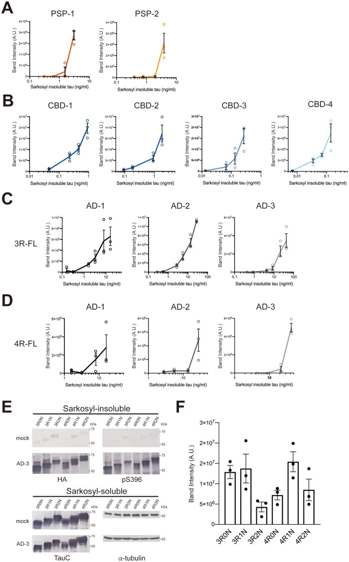 Evaluation of prion-like seeding properties of tau aggregates derived from PSP, CBD and Alzheimer’s disease cases in SH-SY5Y cells. (A) Serial dilutions of sarkosyl-insoluble fractions prepared from 2 PSP cases (1 μl) were introduced into SH-SY5Y cells transiently expressing HA-tagged human tau 4R1N. The band intensities of the immunoblots with anti-HA antibody shown in Supplementary Fig. 6A were evaluated. (B) Serial dilutions of sarkosyl-insoluble fractions prepared from four CBD cases (1 μl) were introduced into SH-SY5Y cells transiently expressing HA-tagged human tau 4R1N. The band intensities of the immunoblots with anti-HA antibody shown in Supplementary Fig. 6B were evaluated. The results are expressed as means ± SEM (n = 3). (C) Serial dilutions of sarkosyl-insoluble fractions prepared from three Alzheimer’s disease cases (1 μl) were introduced into SH-SY5Y cells transiently expressing HA-tagged human tau 3R1N. The band intensities of the immunoblots with anti-HA antibody shown in Supplementary Fig. 6C were quantified. (D) Serial dilutions of sarkosyl-insoluble fractions prepared from three Alzheimer’s disease cases (1 μl) were introduced into SH-SY5Y cells transiently expressing HA-tagged human tau 4R1N. The band intensities of the immunoblots shown in Supplementary Fig. 6D were evaluated. (E) Sarkosyl-insoluble fractions prepared from the Case AD-3 (1 μl) were introduced into SH-SY5Y cells transiently expressing HA-tagged human tau 3R0N, 3R1N, 3R2N, 4R0N, 4R1N and 4R2N, respectively. Immunoblot analysis of sarkosyl-insoluble fractions (top) and sarkosyl-soluble fractions (bottom) extracted from mock-transfected cells, and cells introduced with sarkosyl-insoluble fractions from Case AD-3. Insoluble tau was detected with pS396 and anti-HA antibodies. Total tau was detected with TauC antibody. Full-length blots are presented in the Supplementary material. (F) Quantification of the band intensities of the immunoblots with anti-HA antibody shown in E. The results are expressed as means ± SEM (n = 3).