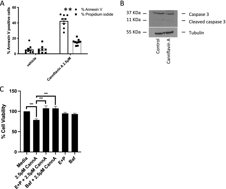 Effects of cannflavin A on apoptosis and autophagy. Cells were treated for 24 h for apoptosis or 6h for autophagy with either the methanol vehicle or cannflavin A. A Histogram showing the percentage of annexin V–labeled cells and % cells stained for propidium iodide, indicative of apoptosis. Cells were counted from three random fields of view on a fluorescence microscope. **p < 0.01, n of at least 8. B Western blotting analysis was performed using an anti-caspase 3 antibody, and β-tubulin was included as a loading control. The results indicate activation of caspase 3. Figure is a representative blot of n = 3 experiments. C Histogram showing the percentage of cell viability following 24-h cannflavin A treatment in T24 cells in the presence or absence of autophagy inhibitors (100 nM bafilomycin A or the combination of 10 μg/ml E-64d (aloxistatin) and 10 μg/ml (pepstatin A)). The inhibitors were able to revert the cytotoxic effects of cannflavin A. ***p<0.001, n of at least 3