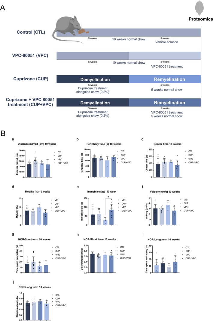 (A) Schematic representation of the experimental design for cuprizone and VPC‐80051 treatment. (B) Effects of cuprizone and VPC‐80051 exposure on mice locomotion (open‐field test) and memory (novel object recognition test). After 10 weeks (demyelination period + remyelination phase), no significant difference was seen due to VPC‐80051 exposure for (a) distance moved or (c) time spent in the center. Two‐way ANOVA identified impacts on (b) time spent in the periphery (p = 0.0397; F(1,30) = 4.623), (d) mobility (p = 0.0182; F(1,30) = 6.244), and (e) immobility below 0.5% (p = 0.0162; F(1,30) = 6.491). Two‐way ANOVA also indicated that cuprizone affected (f) velocity (p = 0.0383; F(1,30) = 4.694); (d) mobility (p = 0.0046; F(1,30) = 9.383); and (e) immobility below 0.5% (p = 0.0076; F(1,30) = 8.202). After applying Tukey's multiple comparison test, differences between VPC and CUP + VPC were observed for (f) velocity (p = 0.0114) and (e) immobility below 5% (p = 0.0143). Regarding the novel object recognition test, no significant differences were observed between the groups after the 5‐week remyelination period, regardless of the presence or absence of the inhibitor VPC‐80051 (h, j). Data represent the mean ± SEM (n = 6–8). Shapiro–Wilk and Kolmogorov–Smirnov normality tests were applied to ensure that the data met the criteria for performing parametric tests. Once the criteria were accepted, the results were expressed as a mean ± 95% CI.