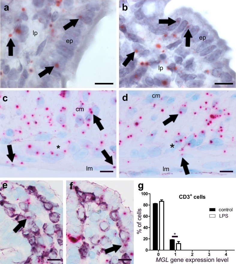 ISH staining of MGL mRNA (FastRed) in ileum of healthy (a, c, e) and LPS-treated (b, d, f) mice. MGL mRNA is equally present in epithelium (ep) and lamina propria (lp) cells of healthy ileum (a) and ileum from LPS-treated mice (b arrows denote representative mRNA staining). Expression is also present in myenteric ganglia (denoted by an asterisk) of healthy (c) and LPS-treated (d) mice. Expression of the MGL gene is widespread in the circular (cm) and the longitudinal muscle layer (lm), (arrows in c), and it is slightly decreased in LPS-treated mice (d). Only low co-localization of MGL gene expression with CD3+ cells (purple, VIP) is found in healthy (e) and even lower co-localization in LPS-treated (f) mice. Quantification of MGL/CD3 double staining is shown in g. Calibration bars: 10 µm; cm circular muscle layer, ep epithelium, lp lamina propria, lm longitudinal muscle layer, cl crypt lumen; *, myenteric ganglion