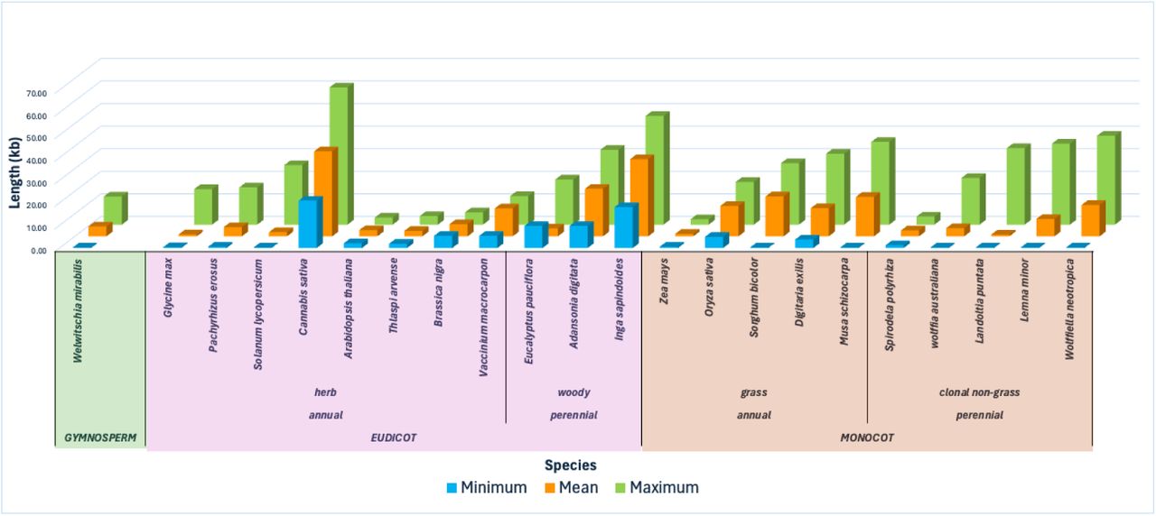 Estimated telomere length across plant species with different lifestyles and lifespans.The species are organized: dicot, gymnosperm, and monocot, and the average telomere length (green), shortest telomere length (blue) and the longest telomere length (green) are displayed for each species. Data is sorted by maximum length. The values and additional data can be found in Supplemental Table S2.