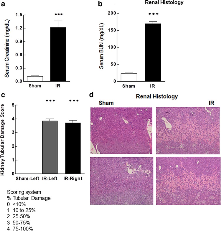 Serum markers of renal function, BUN, and creatinine are significantly elevated in animals with IRI compared with sham-operated controls (a, b). Renal histology shows significant tubular damage at the renal corticomedullary junction in animals with IRI when compared with sham-operated controls (c, d). Damage was evaluated and expressed in the following scoring system: scoring system % damage; 0, <10%; 1, 10–25%; 2, 25–50%; 3, 50–75%; 4, 75–100%. Data are expressed as mean ± SEM, n=6–10 animals in each group ***p<0.005. BUN, blood urea nitrogen; IRI, ischemia–reperfusion injury; SEM, standard error of the mean.
