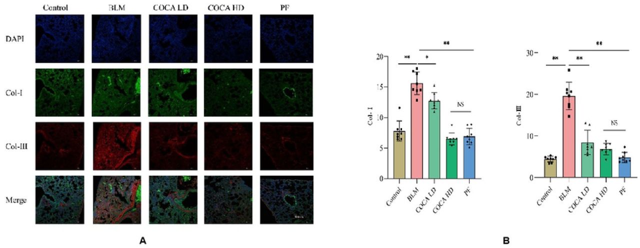 Expression of Col-Ⅰ and Col-Ⅲ proteins in lung tissues of mice in each group (×40) A.Immunofluorescence analysis showed that green fluorescence corresponds to Collagen Type I (Col-I) and red fluorescence to Collagen Type III (Col-III). The BLM group had higher Col-I and Col-III fluorescence intensity in lung tissues than the Control group, indicating increased expression. In contrast, the COCA LD and COCA HD groups showed lower fluorescence and reduced collagen expression compared to the BLM group. B. Quantitative results confirmed that Col-I and Col-III levels were significantly higher in the BLM group (P < 0.001). COCA and pirfenidone treatment significantly reduced these levels (P < 0.01), with no significant difference between the COCA and PF groups (P > 0.05).