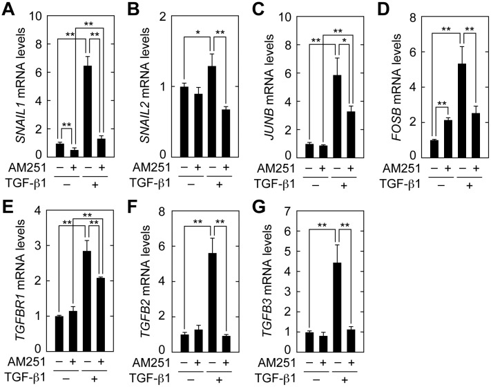 AM251 suppresses induction of SNAILs, JUNB, FOSB, TGFR1, and TGFBs.RPTEC cells were incubated with or without 2 ng/ml TGF-β1 in the presence or absence of 10 μM AM251 for 24 h. Total RNA was prepared and subjected to real-time RT-PCR to measure PPIA and SNAIL1 (A), SNAIL2 (B), JUNB (C), FOSB (D), TGFBR1 (E), TGFB2 (F), and TGFB3 (G) mRNA levels. Values are means ± SD of the ratio of each gene to PPIA mRNA levels, expressed relative to the ratio in the control (no treatment), from three independent experiments. Statistically significant differences are indicated (* P < 0.05, ** P < 0.01, Student’s t-test).