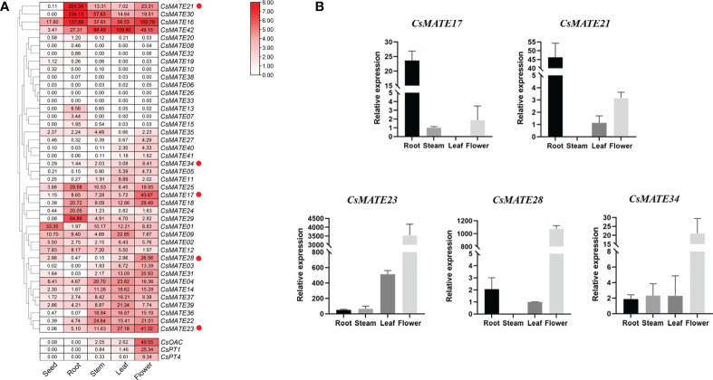 Expression of CsAMTEs and cannabinoid biosynthetic genes. (A) Expression profile of CsMATEs in seed, root, stem, leaf and flower. PFKM values were used to configure the heatmap. Red dots, genes selected for expression verification. CsOAC, olivetolic acid synthase; CsPT1 and CsPT4, prenyltransferase 1 and 4 gene, repectively. (B) quantitative reverse transcription PCR verification. y-axis, relative gene expression normalized to CsEF1-alpha. x-axis, different tissues. Data, mean ± SD.