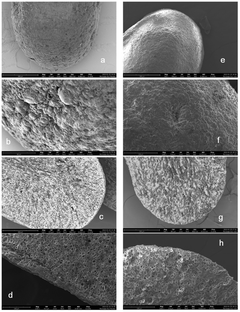SEM images of the external surface ((a,b), magnification respectively 530× and 1850×) and a cross-section ((c,d), magnification respectively 530× and 1250×) of placebo microparticles; external surface ((e,f), magnification respectively 540× and 1000×) and a cross-section ((g,h), magnification respectively 540× and 1400×) of vit D3-loaded systems.