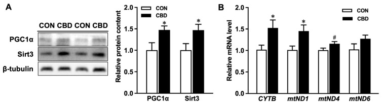 Cannabidiol oil enhances mitochondrial signaling and activity. (A) Protein contents of Peroxisome proliferator-activated receptor gamma coactivator 1 alpha (PGC1α) and sirtuin 3 (SIRT3). (B) mRNA expression of cytochrome b (CYTB), mitochondrially encoded NADH-ubiquinone oxidoreductase core subunit 1 (mtND1), mtND4, and mtND6. CON: untreated Caco-2 cells; CBD: Caco-2 cells treated with 10 µM cannabidiol (CBD) oil. Mean ± SEM, n = 4, #: p ≤ 0.10; *: p ≤ 0.05.