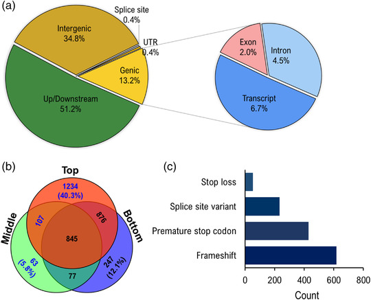 Analysis of the location and impact of nucleotide variants. (a) A pie graph visualization displays the percentages from the five main categories of found variants (intergenic, up‐ and downstream, genic, untranslated regions [UTR], and splice site), while a secondary pie graph reveals the breakdown of the genic category (transcript, exon, and intron). (b) A Venn diagram showing the high‐impact variants throughout and between the top, middle, and bottom with the blue text highlighting de novo variants. (c) High‐impact mutations were organized into four categories and represented frameshift (46%), premature stop codon (32%), splice site (17%), and stop loss (4%) mutations