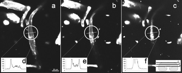 Images from confocal microscopy. Three views of a CF11 fibre are shown, as schematized in the right insertion of figure c. The insertions d, e and f correspond to the pixels intensity (256 grey levels) obtained at the position indicated by the line (white circle), at different depths. The adsorption conditions were 20 mgCBD/gFibre, for 30 minutes of contact. Each image corresponds to an acquisition thickness of 1 μm.