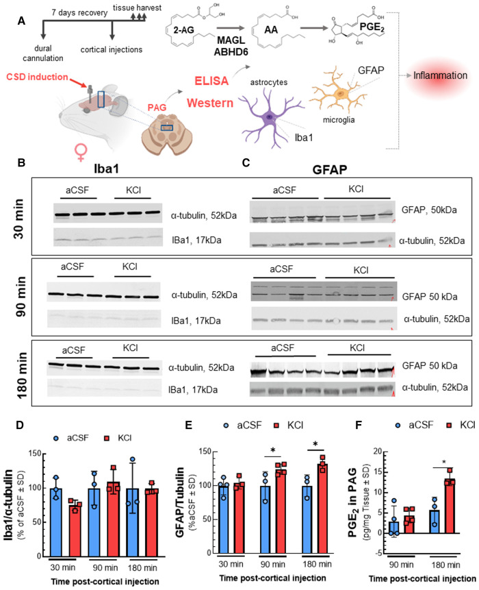 Elevated neuroinflammatory biomarkers in PAG after cortical KCl injection. Dural cannulation was performed on female Sprague Dawley rats. After 7-days recovery, focal injection of 0.5 µl of 1 M KCl or artificial CSF (aCSF) were delivered through the dural cannula into the cerebral cortex. PAG samples were harvested at three different timepoints (30, 90, and 180 min) post aCSF or KCl injections and subjected to Western immunoblotting or ELISA. Western immunoblotting was performed to detect the expression of IBa1 and GFAP. The level of PGE2 was measured by ELISA assay. (A) Schema of measuring the changes of inflammatory factors in PAG samples after CSD induction. (B) Representative images of PAG samples showing the detection of Iba1 along with α-tubulin, as loading control at 30, 90, and 180 min time-points after cortical injections. (C) Representative images showing the detection of GFAP with α-tubulin, as loading control in PAG samples harvested at 30-, 90-, and 180-min time-points after CSD induction. (D) Relative detection of Iba1 in PAG was not significantly different at 30, 90, and 180 min after injection of KCl compared to aCSF control. Data represent % of aCSF control ± SD (n = 3-4/condition; two-way RM ANOVA time × cortical injection F(2,8) = 3.369, p = 0.087). (E) The detection of GFAP was elevated at 90 and 180 min post-KCl compared to aCSF control [two-way RM ANOVA F(1,6) = 8.773, Bonferroni post-test: 90 min p = 0.025; 180 min p = 0.044]. Data represent % of aCSF control ± SD (n = 3–4/condition). (F) Increased level of PGE2 was observed in PAG 180 min after cortical KCl injection (two-way RM ANOVA time × cortical injection F(1,8) = 10.08, Bonferroni post-test p = 0.015). Values are mean ± SD (n = 3–4/condition). *p < 0.05.