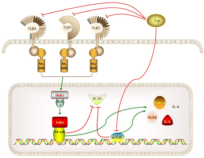 Possible mechanisms of the mechanisms of optimal dietary tryptophan promoted intestinal health via TOR and TLRs/MyD88/NF-κB signaling pathways.