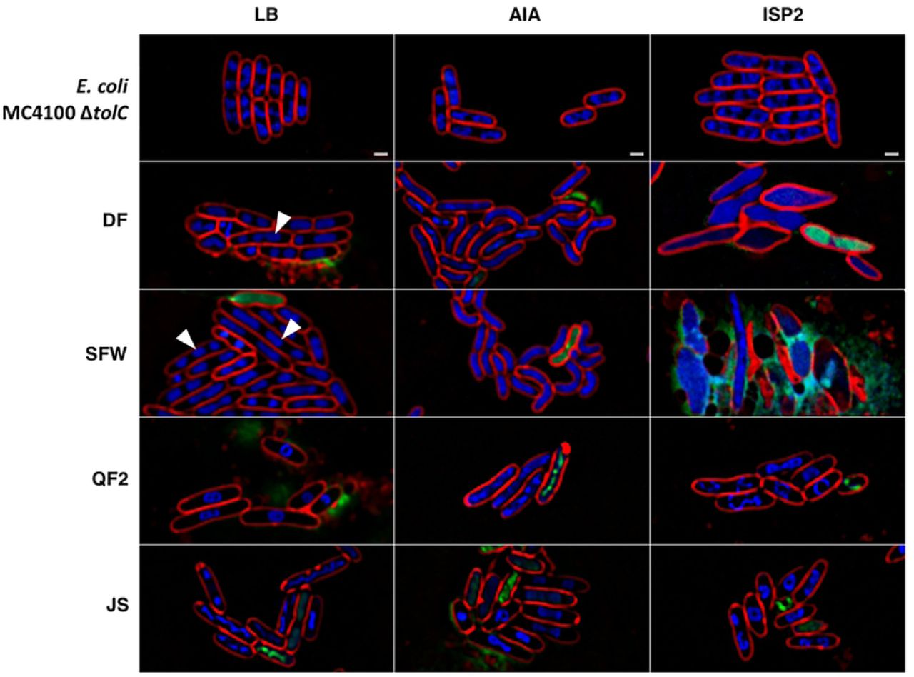 BCP phenotypes of E. coli JP313 ΔtolC exposed to natural products produced by four Streptomyces soil isolates grown on different solid media.Also displayed, are E. coli JP313 ΔtolC untreated controls grown on the tested media (LB agar, AIA, and ISP2 agar). White arrows indicate cells with three chromosomes. BCP images were collected after staining the cells with FM4-64 (red), DAPI (blue), and SYTOX-green (green). The scale bar represents one micron.