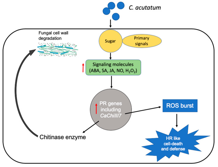 A model proposed for the chitinase gene CaChiIII7 during innate immunity against infection by Colletotrichum acutatum.