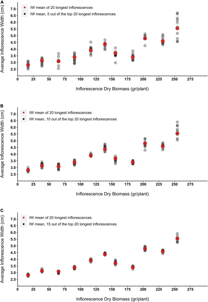 The effect of inflorescence width (IW) measurement sample size on the accuracy of the obtained mean data. Red dots represent the mean of the entire sample group (the width of the top 20 longest inflorescences). Grey dots represent the inflorescence width average that was obtained from 10 sampling rounds of (A) 5 randomly selected inflorescences (out of the top 20 longest inflorescences), (B) 10 randomly selected inflorescences (out of the top 20 longest inflorescences), and (C) 15 randomly selected inflorescences (out of the top 20 longest inflorescences).