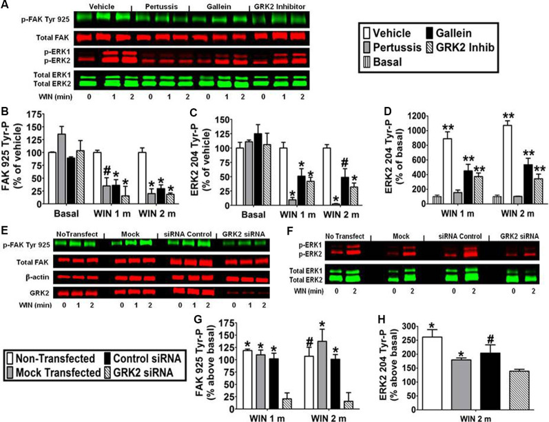 CB1-stimulated FAK phosphorylation at tyrosine 925 and ERK2 phosphorylation at tyrosine 204 are mediated by Gβγ and GRK2 in N18TG2 cells. (A–D) Cells were pretreated with the Gi/o inhibitor pertussis toxin (100 ng/mL, 20 h), Gβγ inhibitor gallein (10 μM, 15 min), or GRK2 inhibitor (1 μM, 15 min) before treatment with 0.01 μM WIN55212-2 (WIN) for 1 or 2 min (m) at 37°C. Cell lysates were analyzed using western blots and representative blot images are shown. Data are reported as mean ± SEM of (B) % of vehicle-treated FAK 925 Tyr-P (normalized to total FAK levels) at the same time point, (C) % of vehicle-treated ERK2 204 Tyr-P (normalized to total ERK2 levels) at the same time point, and (D) % of basal/time 0 ERK2 204 Tyr-P (normalized to total ERK2 levels). Significance was assessed using One Way ANOVA followed by Dunnett’s multiple comparisons posthoc test [*p < 0.01, #p < 0.05 indicates significantly different from vehicle-treated (at the same time point); **p < 0.05 indicates significantly different from basal/time 0]. (E–H) Cells (2 × 105) were transfected with no siRNA (mock transfection), GRK2-specific siRNA (100 nM), or negative control siRNA (100 nM) before treatment with 0.01 μM WIN for 2 min at 37°C. Immunoblot analysis was performed and data are reported as mean ± SEM of the % change over basal (G) FAK 925 Tyr-P (normalized to total FAK levels) and (H) ERK2 204 Tyr-P (normalized to total ERK2 levels). Significance was assessed using One Way ANOVA followed by Dunnett’s multiple comparisons posthoc test (*p < 0.01, #p < 0.05 indicates significantly different from GRK2 siRNA at the same time point). For each dataset, cells were cultured and experiments were completed on at least three separate occasions.