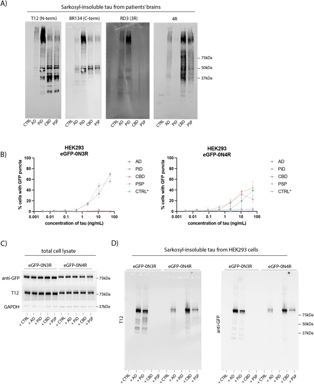Wild-type tau expressing cell lines exhibit isoform specificity for 3R or 4R tauopathies. A) Immunoblotting of the sarkosyl insoluble fraction from control, AD, PiD, CBD, and PSP brain tissue using antibodies against the N-terminus (T12) and C-terminus (BR134) of tau, 3R tau (RD3) and 4R tau (anti-4R). B). HEK293 cells engineered to express either 0N3R or 0N4R tau with an N-terminal eGFP tag were treated with sarkosyl-insoluble fractions prepared from control (CTRL), AD, PiD, CBD, and PSP brains in the presence of Lipofectamine 2000. Concentration of brain-origin insoluble tau was normalized following quantification using the total tau ELISA kit (ab273617). * For the control brain extract, the mean volume of seed for the disease brain extracts was used, as no sarkosyl-insoluble tau was detected by ELISA. C). Immunoblot analysis of total cell lysates and D) sarkosyl-insoluble fractions of eGFP-0N3R and eGFP-0N4R HEK293 cells treated with control, AD, PiD, CBD, and PSP brain extract using antibodies against the N-terminus (T12) of tau and anti-GFP.