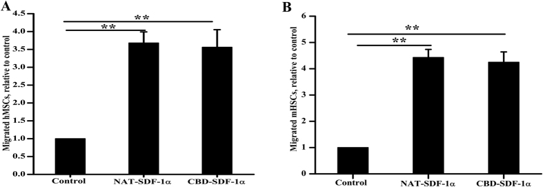 CBD-SDF-1α and NAT-SDF-1α exhibit similar activity in mediating hMSC and mHSC migration.(A) Chemokine-induced chemotaxis of hMSCs in a modified Boyden chamber. (B) Chemokine-induced chemotaxis of mHSCs. CBD-SDF-1α exhibits similar chemotactic activity as NAT-SDF-1α, which indicated that the fusion of a collagen-binding domain to SDF-1α did not affect its bioactivity. The data are presented as the means ± SEM, **P < 0.01.