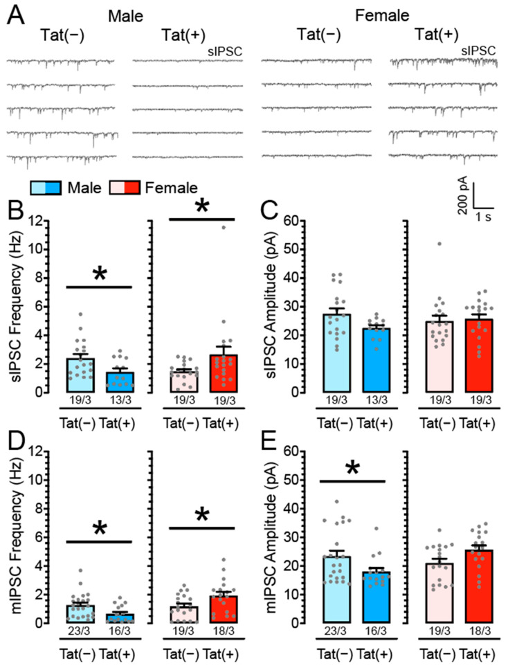 Tat induction alters the frequency and partially the amplitude of IPSCs in mPFC neurons in a sex-dependent manner. (A) Representative traces of sIPSCs in female and male Tat transgenic mPFC brain slices. (B) Tat induction significantly decreased mean sIPSC frequency for Tat(+) males compared to Tat(−) males, whereas a significant increase in sIPSC frequency was demonstrated for Tat(+) females compared to their respective Tat(−) counterparts. (C) No significant effects were noted on the mean amplitude of sIPSCs. (D) Similarly, for mIPSCs, Tat(+) males showed decreased mIPSC frequency compared to Tat(−) males and Tat(+) females showed increased mIPSC frequency compared to Tat(−) females. (E) For the mean amplitude of mIPSCs only Tat(+) males demonstrated decreased mIPSC amplitude compared to Tat(−) males. Female Tat transgenic mice did not significantly differ from each other. Data are raw data (mean ± SEM) separated by sex and genotype. Statistical significance was assessed by ANOVA followed by planned comparisons; * p < 0.05. In all panels, sample size is indicated as (cells/mice).