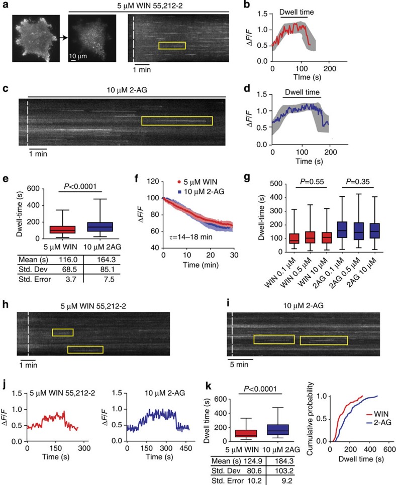 Agonists induce specific endocytic dwell times of the CB1R.(a) HEK293 cells expressing SEP-CB1Rs before and after 5μM WIN 55,212-2 imaged using TIRF. Kymographs from the cell surface show individual endocytic events (yellow rectangle). (b) Normalized fluorescence intensity from the event in a. s.d. from multiple normalized traces for 5μM WIN 55,212-2 is depicted in grey. (c) Representative kymograph showing individual SEP-CB1Rs endocytic events in the presence of 10μM 2-AG. (d) Normalized fluorescence intensity from an endocytic event elicited by 2-AG with s.d. from multiple events in grey. (e) Box and whiskers plot (median values with min/max range) showing dwell times of a single endocytic event elicited by 5μM WIN 55,212-2 and 10μM 2-AG (n=336 events per 12 cells and 244 events per 9 cells). (f) Endocytosis elicited by 5μM WIN 55,212-2 and 10-μM 2-AG was analysed by the decrease in total surface fluorescence intensity in HEK293 cells by time lapse TIRF microscopy (n=5 cells per treatment). (g) Dwell times were analysed for the indicated concentrations of agonist. No statistically significant difference was observed between concentrations (n=6–12 cells per condition). (The mean time±s.d. for 0.1 and 10 μM of WIN 55,212-2 was 106±63 and 117±88 s, respectively. The mean times for 0.1 and 0.5 μM of 2-AG was 177±87 and 159±80 s). (h) Kymograph from a hippocampal neuron expressing SEP-CB1Rs in the presence of 5 μM WIN 55,212-2. (i) Kymograph from a hippocampal neuron incubated with 10 μM 2-AG. (j) Representative traces of normalized fluorescence from individual endocytic events. (k) Box and whiskers plot (median values with min/max range) and cumulative probability graphs from SEP-CB1Rs dwell times elicited by the indicated agonists in hippocampal neuronal cultures (n=84 events per 7 cells and 109 events per 10 cells).