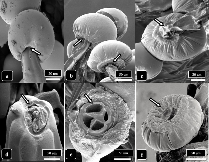 The attachment/detachment of capitate glandular heads to the trichome stalks are shown for genotype MD. a The stalk cells (arrow) progress into the head. b, c Attachment of the stalk to the glandular head (arrows) is shown in two dried samples. d A view of the top of the stalk showing the region (arrow) to which the glandular head would attach. e, f Views of the underside of detached glandular heads showing the appearance of the underlying region (arrows) that would be attached to the top of the trichome stalk