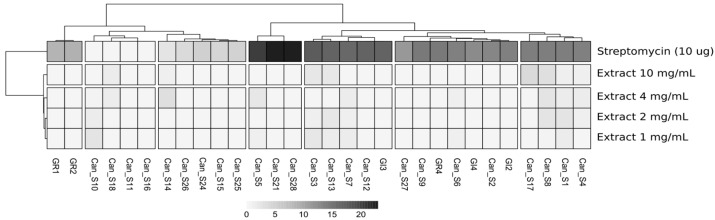 Heatmap showing the halo measures obtained after the exposure of the isolated strains to the seeds extract at four different concentrations, together with streptomycin. The values are the averaged measures of three replicates, normalized by removing the measures of the halos obtained with 80% EtOH, which was used as a solvent for seed extraction and dilution.
